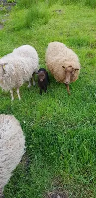 Tiere in der Ferienwohnung oder in der Nähe