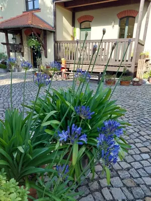 Ein Garten an der Unterkunft Ferienwohnung Am Bürgerteich