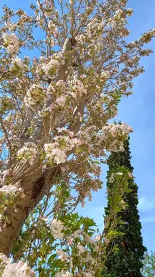 Ein Garten an der Unterkunft Pension Füg