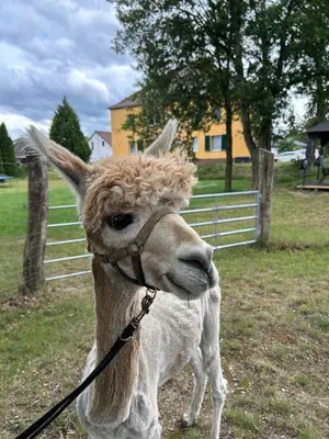 Tiere in der Ferienwohnung oder in der Nähe