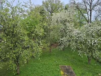 Ein Garten an der Unterkunft Villa Küchwald