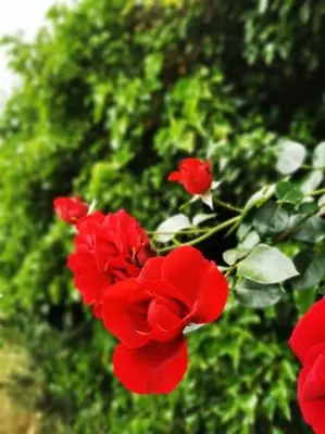 Ein Garten an der Unterkunft Kleine Auszeit im Seenland