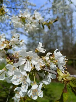Ein Garten an der Unterkunft Wolfsgrund 14