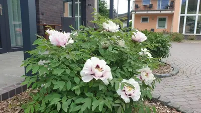 Ein Garten an der Unterkunft Ferienapartments Pension Elsternest