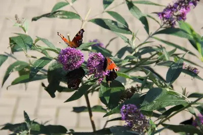 Ein Garten an der Unterkunft Pension Zumpe