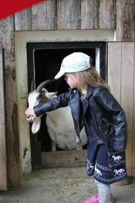 Tiere in der Ferienwohnung oder in der Nähe