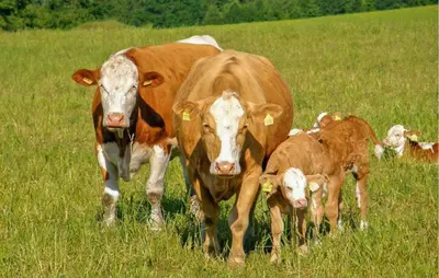 Tiere in der Ferienwohnung oder in der Nähe