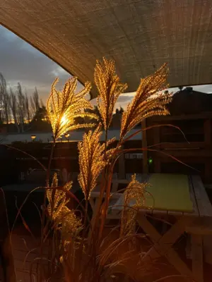 Grundriss der Unterkunft Bambus, Jungle, Dachterrasse & bequem bis Zentrum