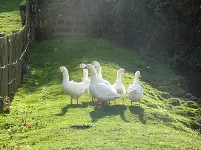 Tiere in der Ferienwohnung oder in der Nähe