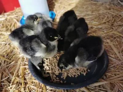 Tiere in der Ferienwohnung oder in der Nähe