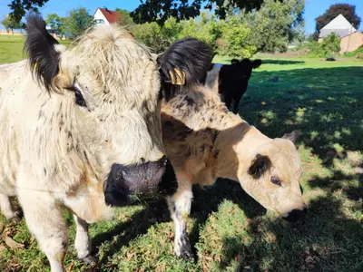 Tiere in der Ferienwohnung oder in der Nähe