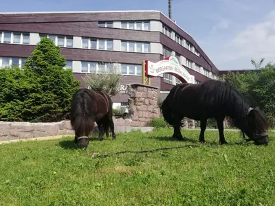 Tiere im Hotel oder in der Nähe