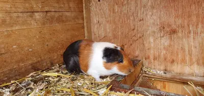 Tiere im Hotel oder in der Nähe