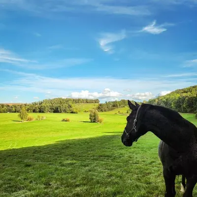 Tiere in der Pension oder in der Nähe