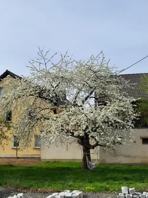 Ein Garten an der Unterkunft Ferienwohnung im sanierten Denkmal max 5 Personen FeWo2