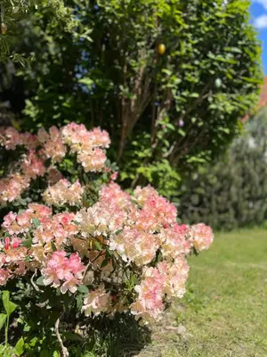 Ein Garten an der Unterkunft Villa L & S - Gemütliche Ferienwohnung im Grünen bei Dresden