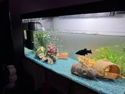 Tiere in der Ferienwohnung oder in der Nähe