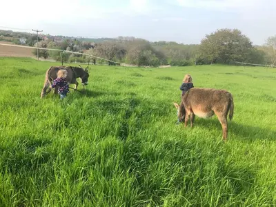 Tiere in der Ferienwohnung oder in der Nähe