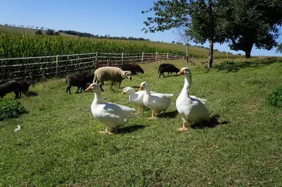 Tiere in der Ferienwohnung oder in der Nähe