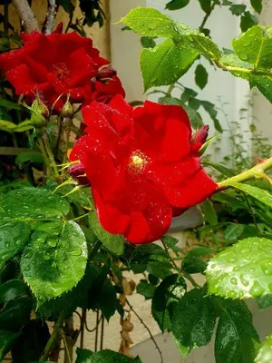 Ein Garten an der Unterkunft Ferienwohnung Lessing