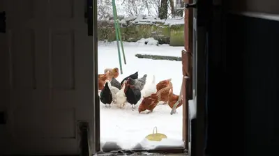 Tiere in der Ferienwohnung oder in der Nähe