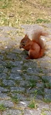 Tiere in der Ferienwohnung oder in der Nähe