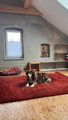 Haustiere von Gästen der Unterkunft Ölschnitzer Loft