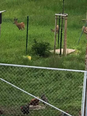 Tiere in der Ferienwohnung oder in der Nähe