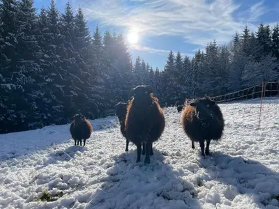 Tiere im Chalet oder in der Nähe