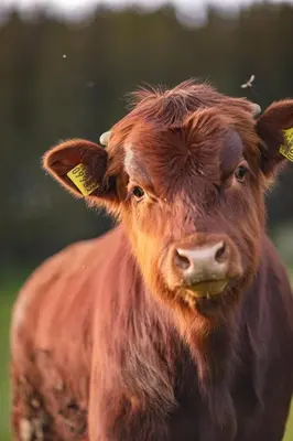 Tiere in der Ferienwohnung oder in der Nähe