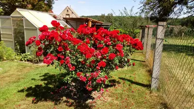 Ein Garten an der Unterkunft Ferienwohnung Wawrok