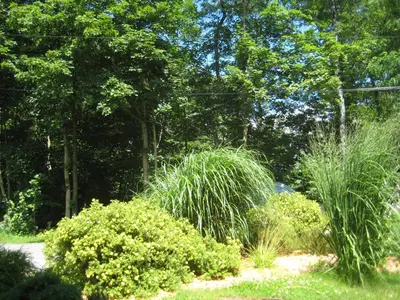Ein Garten an der Unterkunft Ferienwohnung am Wäldchen