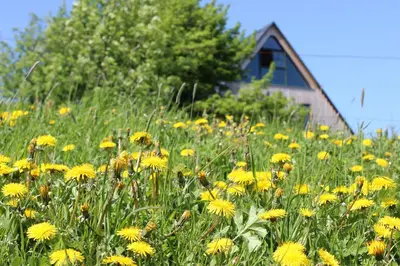 Ein Garten an der Unterkunft Ferienhaus Zinnwald