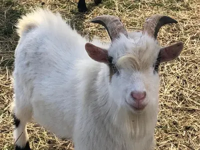 Tiere im Hotel oder in der Nähe