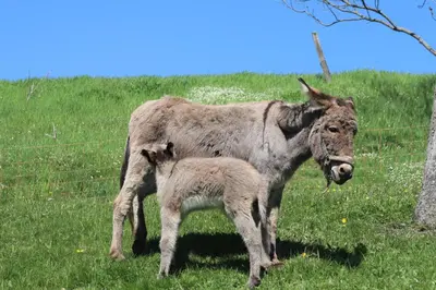Tiere in der Ferienwohnung oder in der Nähe