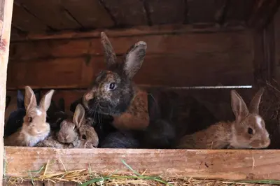 Tiere in der Ferienwohnung oder in der Nähe