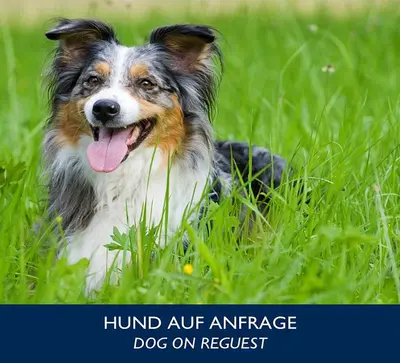 Haustiere von Gästen der Unterkunft City Hotel Dresden Radebeul