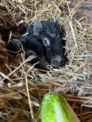 Tiere in der Ferienwohnung oder in der Nähe