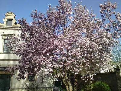 Ein Garten an der Unterkunft Pirna-Apartment