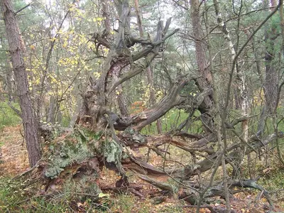 Naturlandschaft in der Nähe der Ferienwohnung