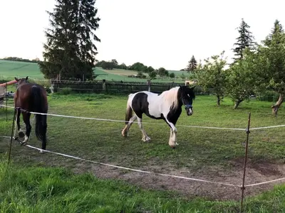 Tiere in der Ferienwohnung oder in der Nähe