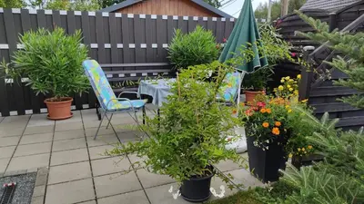 Ein Garten an der Unterkunft Ferienwohnung Schaarschmidt