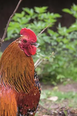 Tiere im Hotel oder in der Nähe