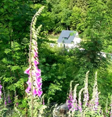 Ein Garten an der Unterkunft Ferienhaus Buschmuehle - Stolpen
