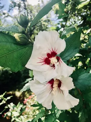 Ein Garten an der Unterkunft Villa FeWo mit separaten Schlafmöglichkeiten, zentral gelegen