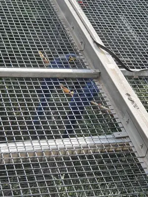 Grundriss der Unterkunft Papageiennest