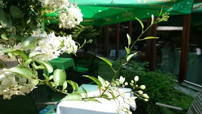 Ein Garten an der Unterkunft Schneiderlein Hotel