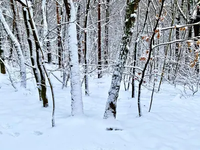 Ferienwohnung Natur und Kunst im Winter