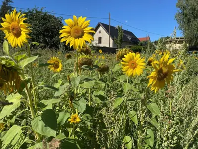 Ein Garten an der Unterkunft Villa Gärtnerhaus by Interhome