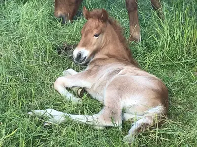 Tiere in der Ferienwohnung oder in der Nähe